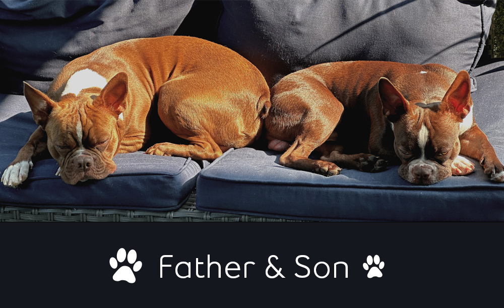 Charlie and Louie Boston Terrier dogs together