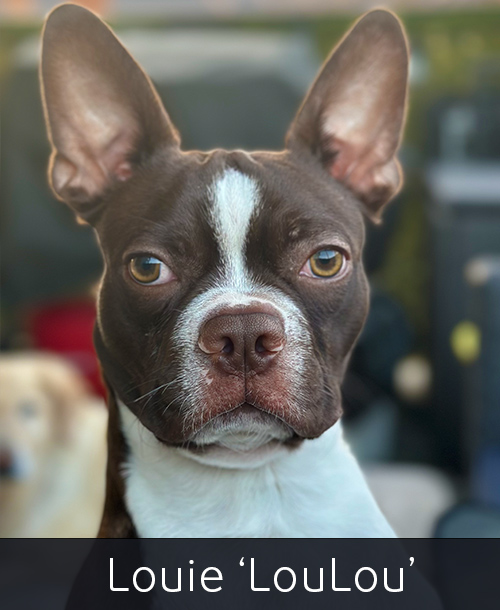 Louie the Boston Terrier dog